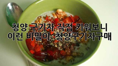 청양 구기자, 직접 키워보니 이런 비밀이?! 🤫 #청양구기자구매